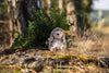 Steiff Hedgy Hedgehog - Flying Ryno